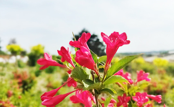 園區(qū)環(huán)境